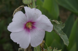 Macros au Jardin