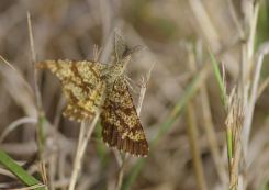 papillon