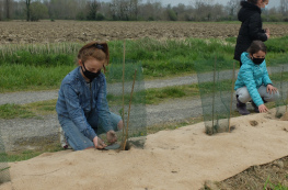 Plantation de haies bocagères